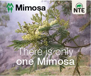 NTE Mimosa aquare 2024