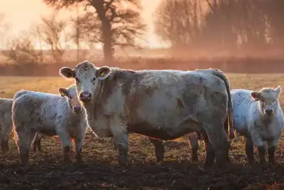 Small herd will limit recovery: USDA  projection