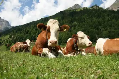 Five principles for making beef sustainable