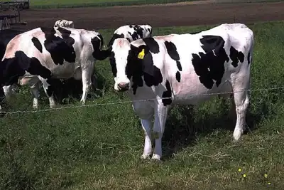White House strategy will boost efforts to cut cattle carbon emissions