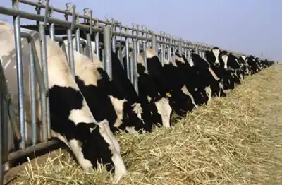 FAO predicts “modest expansion” in meat production in 2015