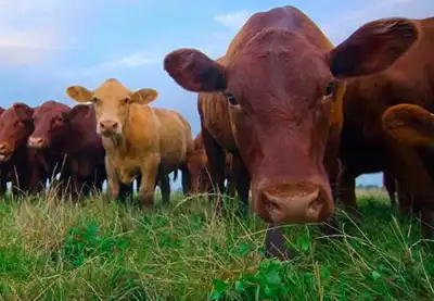 Carbon footprint: ‘zero allocation’ idea for hides is dead