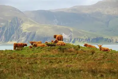 Feed supplement can lower cows’ methane emissions by 30%
