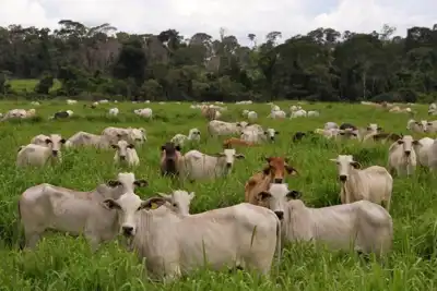 Brazil can raise cattle without deforestation, Pecsa founder says