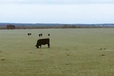 Study suggests inaccuracies in cattle methane estimates