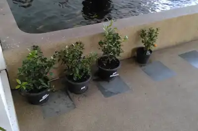 Plant-food product from lime split residue