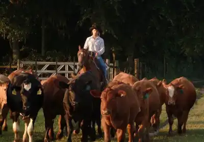 Frank Mitloehner explains livestock emissions to US Senate committee