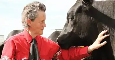 US beef company adopts new Temple Grandin standard