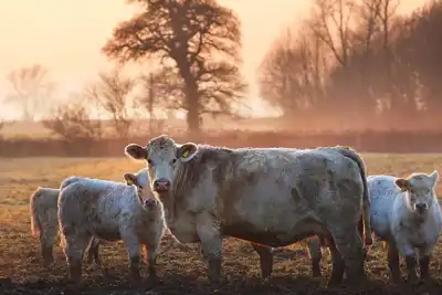 USHSLA launches ‘groundbreaking’ traceability programme
