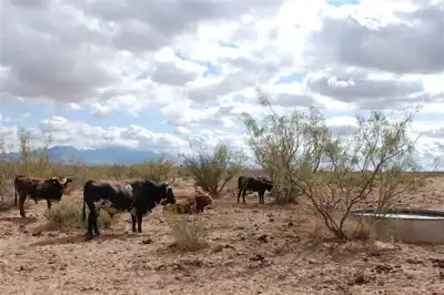 Scottish researchers team up with US university to improve beef production