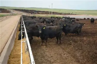 Certified Angus Beef reports record sales