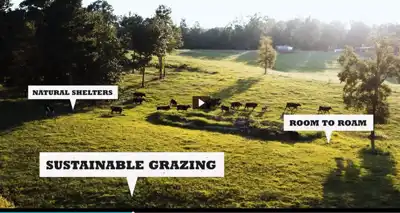 Beef Quality Assurance campaign highlights animal care standards