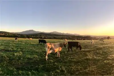 Timberland and OHP partner on regeneratively-grazed cattle