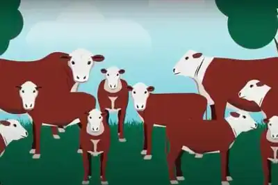 MLA produces videos about traits for choosing cattle