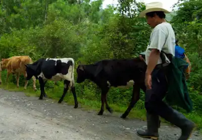 Livestock farming matters more than ever as global hunger grows worse