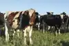 Animal welfare and animals as valuable providers of consumer products