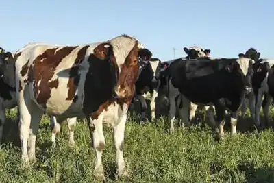 Animal welfare and animals as valuable providers of consumer products