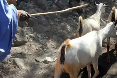 The value of livestock and animal protein in the fight against poverty and malnutrition