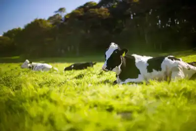 UK cattle farms assessed for carbon footprint
