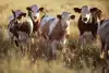 The importance of animal welfare to the leather industry