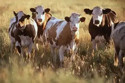 The importance of animal welfare to the leather industry