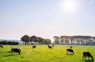 Tyson aims for net-zero greenhouse gas emissions