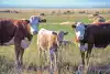 The meat industry and cattle hides