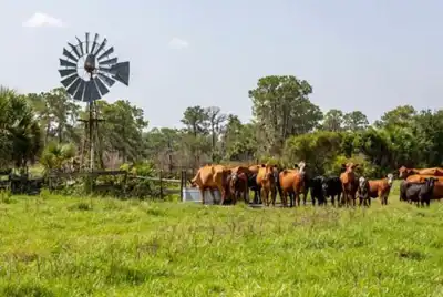 US cattle farmers aim for carbon neutrality by 2040