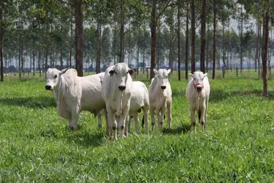 Short-term havoc could result from new BSE cases in Brazil