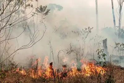 ICT: leather industry will play its part in combatting illegal deforestation
