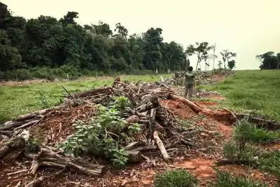 Deforestation regulations should exclude leather, ICT says