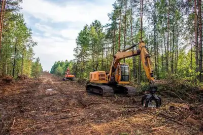 Deforestation due diligence statements will be required in the EU