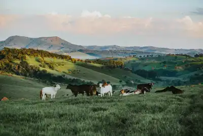 Brazil halt on China beef exports