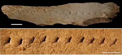 Humans wore leather clothes 40,000 years ago