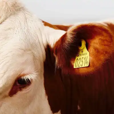 Sorensen Leather gets animal protection endorsement