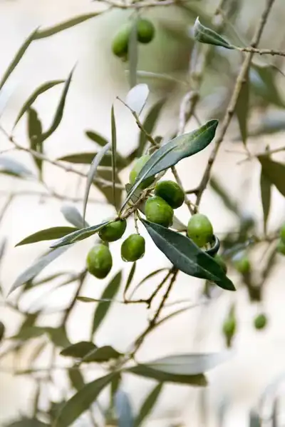 Olivenleder surpasses USDA certification requirements
