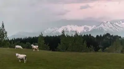 Livestock numbers down in New Zealand