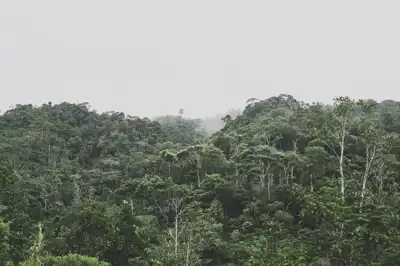Deforestation down in Brazilian Amazon