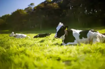 AstraZeneca to cut carbon emissions with help from cows