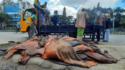 Bangladesh: Eid hide prices fixed