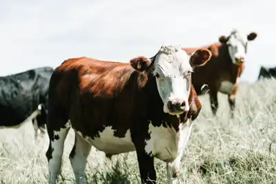 US beef herd at 50-year low