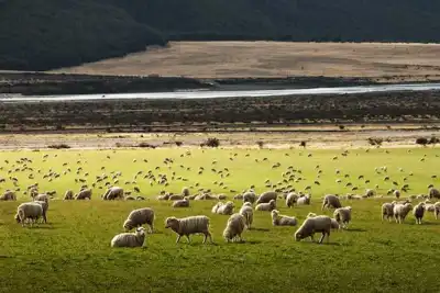 New Zealand emissions tax pushed back