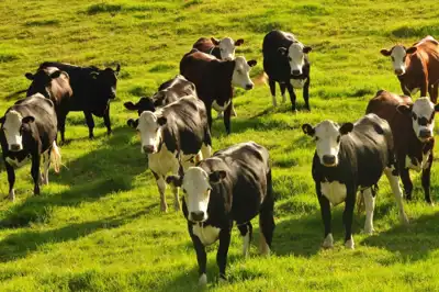 Global project targets enteric methane