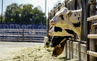 Livestock emissions reduced by 17% in JBS and Silvateam project