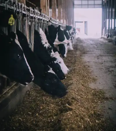 Global dairy producers form emissions alliance