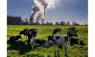 Consumer poll – meat not significant contributor to climate change