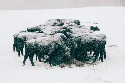 Snowstorms hit US meatpackers