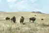 No herd mentality