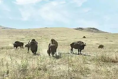 No herd mentality