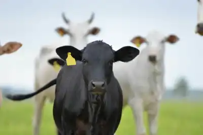 China and Brazil launch sustainable beef initiative